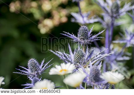 The Thistle-like Flowers And Buds Of Eryngium Bourgatii Picos Blue Close Up.