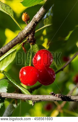 Red Ripe Cherry Berries Prunus Subg. Cerasus On Tree In Summer Vegetable Garden.