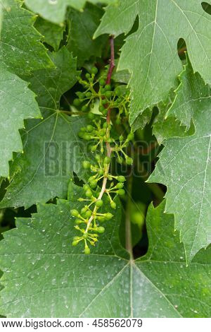 Close Up Green And Underripe Grape Bunches Hanging On Tree. Bunches Of Grapes Maturing On A Vine. Vi