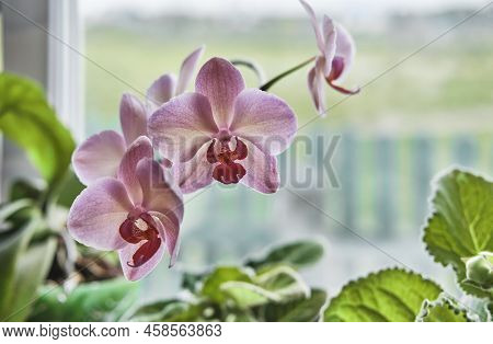 Close-up Of Pink Orchid Flowers Standing On The Windowsill Among Other House Plants. Floriculture, H