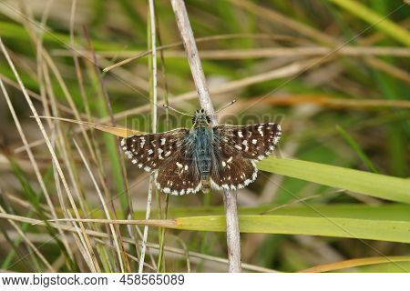 Closeup On A Small Brown Red Underwing Skipper , Spialia Sertorius, Sitting On The Ground With Open 