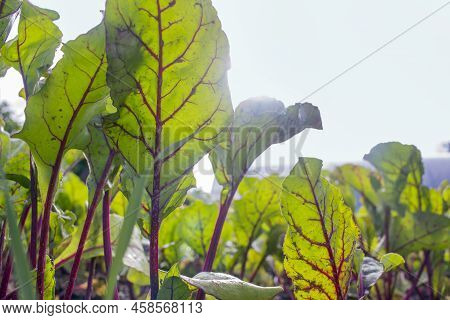 Straight Growing Plants Of Beet With Green Leaves Sticking Out From The Ground At The Farm Field In 