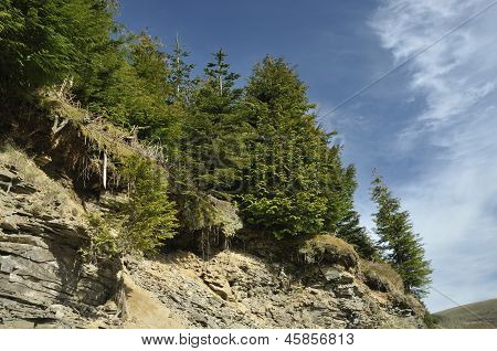 Břidlice Rock Falls a borovic