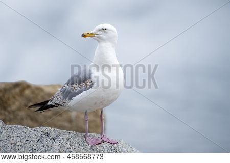 The Seagull Is Standing On A Stone. European Herring Gull, Larus Argentatus. Close-up Of A Seagull S