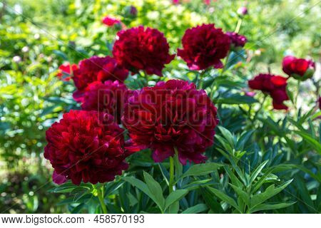 Red Peony Albiflora. Paeonia Officinalis Command Performance In The Garden