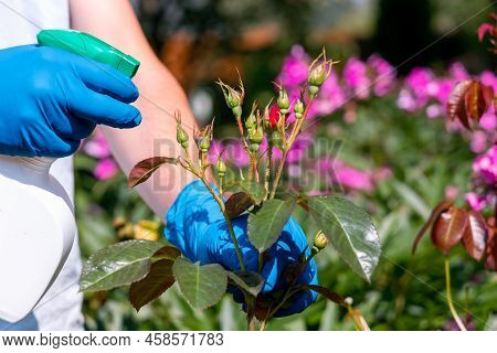Treatment In The Garden Of Young Shoots Of Roses From Aphids, Whiteflies And Insect Pests