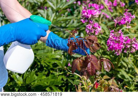 Treatment In The Garden Of Young Shoots Of Roses From Aphids, Whiteflies And Insect Pests