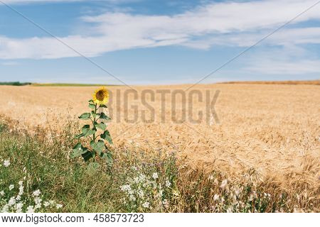 General Shot Of The Only Sunflower In The Field