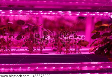 Eco Organic Modern Smart Farm . Vegetable Green Salad Growing In Hydroponic System. Plant Cultivated
