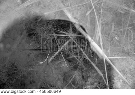 Selective Focus On A Section Of A Water Scorpion Insect Just Below The Water Surface.