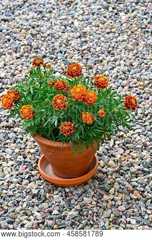 Orange Tagetes Flowers In Flower Pot Standing On Gravel