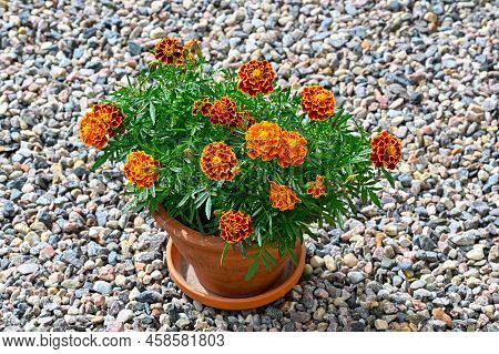 Orange Tagetes Flowers In Flower Pot Standing On Gravel