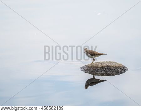 Common Sandpiper, Actitis Hypoleucos, Resting Lake Shore With Reflection In Water.