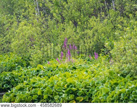 Flowers Of Fireweed, Chamaenerion Angostifolium On A Sunny Summer Day. Chamaenerion Angustifolium - 