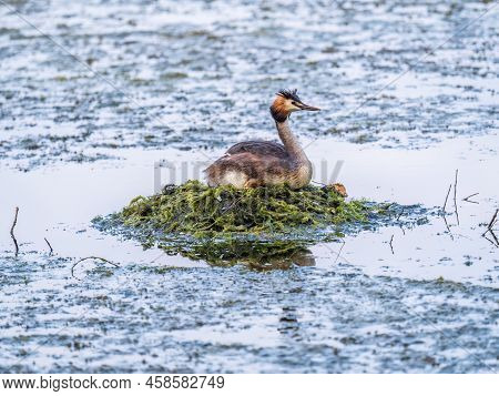 Great Crested Grebe, Podiceps Cristatus, Water Bird Sitting On The Nest, Nesting Time On The Green L