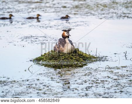 Great Crested Grebe, Podiceps Cristatus, Water Bird Sitting On The Nest, Nesting Time On The Green L