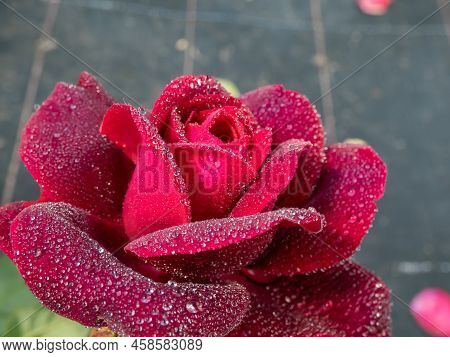 Close-up Of Rose 'grafin Von Hardenberg' With Beautiful, Elegant Velvety Red And Burgundy Blooms Cov