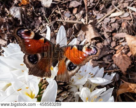Macro Shot Of The European Peacock Butterfly (aglais Io) On White Spring Flowers (colchicum Szovitsi
