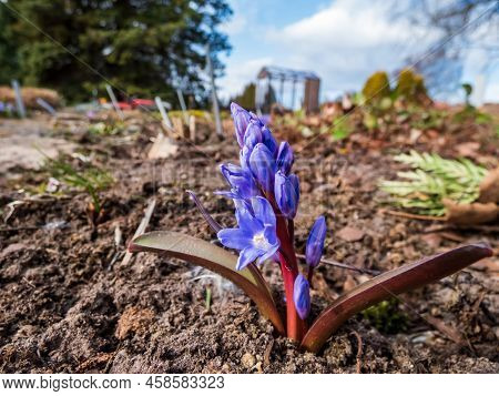 Macro Of The Glory Of The Snow  (chionodoxa Luciliae Boiss. Or Chionodoxa Forbesii) 'zwanenburg' - S
