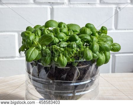 Growing Young, Green, Fresh Basil Plants In Diy Plastic Pot Made From Cut Plastic Bottle. Small, Gre