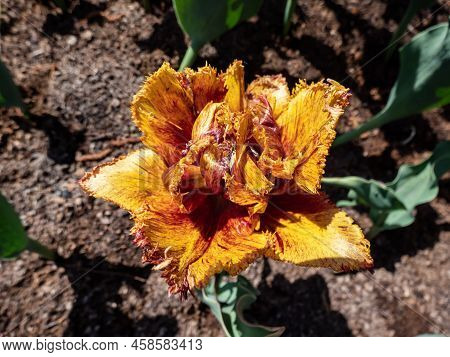 Close-up Shot Of The Tulip Bastia That Bears Fully Double, Cup-shaped Golden Yellow Flowers Flushed 