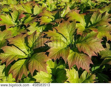 Rodgersia Podophylla 'rotlaub' With Attractive Large Serrated Oval Palmate Leaves That Emerge Copper