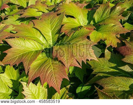 Rodgersia Podophylla 'rotlaub' With Attractive Large Serrated Oval Palmate Leaves That Emerge Copper