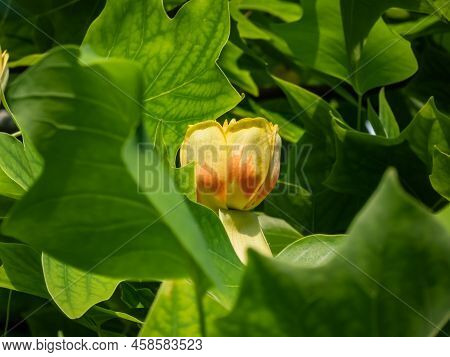Flowering Tulip Tree (liriodendron Tulipifera). Macro Shot Of Pale Green And Yellow Flower With An O