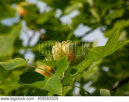 Flowering Tulip Tree (liriodendron Tulipifera). Macro Shot Of Pale Green And Yellow Flower With An O