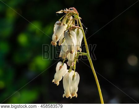 Macro Shot Of Delicate, Dangling Creamy White, Heart-shaped Flowers Of The Fern-leaf Bleeding Heart 