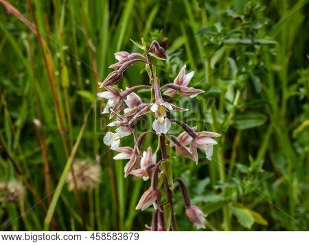 The Marsh Helleborine (epipactis Palustris) Flowering With The Flowers With Sepals That Are Coloured