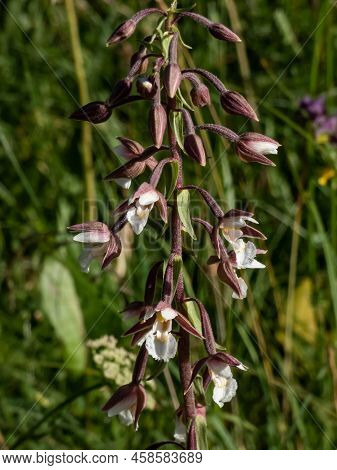 The Marsh Helleborine (epipactis Palustris) Flowering With The Flowers With Sepals That Are Coloured