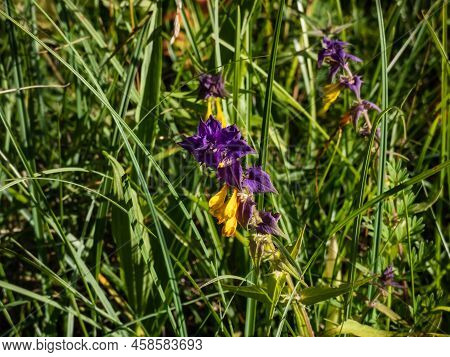 Close-up Of The Wood Cow-wheat (melampyrum Nemorosum) Flowering With Flowers In Yellow And Red Contr