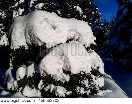 Thick Layer Of Snow On Trees And Surroundings In Winter After A Snowfall On A Bright Sunny Day With 