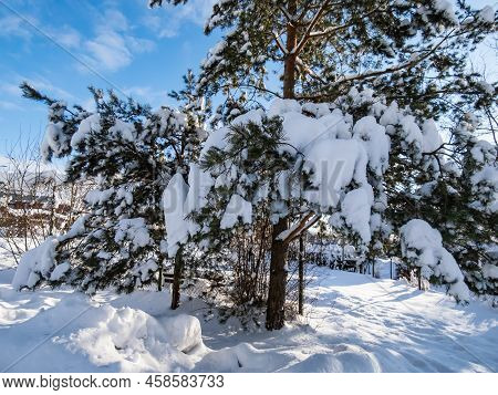Thick Layer Of Snow On Trees And Surroundings In Winter After A Snowfall On A Bright Sunny Day With 