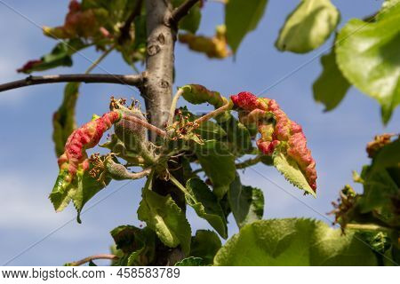 Aphids Curled Foliage, Close Up Leaf Curled On Cherry Tree, Prunus Sp, Caused By Black Cherry Aphid,