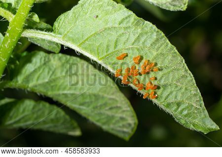 Colorado Potato Beetle, Leptinotarsa Decemlineata, Eggs On A Leaf In A Garden. Top View