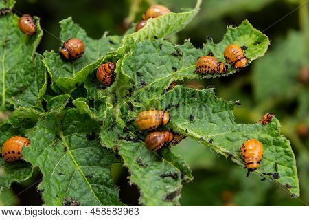 Colorado Potato Beetle - Leptinotarsa Decemlineata On Potato Bushes. Pest Of Plants And Agriculture.