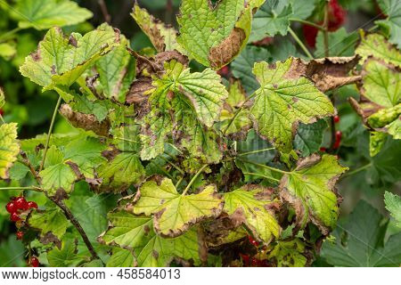 Gallic Aphid On The Leaves Of Red Currant. The Pest Damages The Currant Leaves, Red Bumps On The Lea