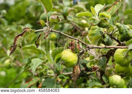 Rosy Leaf-curling Apple Aphids, Dysaphis Devecta, Apple Tree Pest. Detail Of Affected Leaf