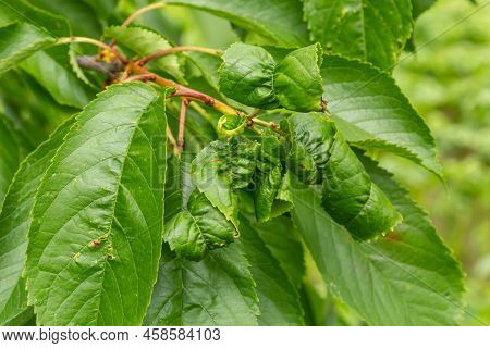 Twisted Leaves Of Cherry. Cherry Branch With Wrinkled Leaves Affected By Black Aphid. Aphids, Aphis