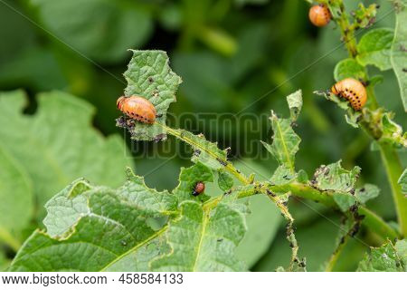 Potato Cultivation Destroyed By Larvae And Beetles Of Colorado Potato Beetle, Leptinotarsa Decemline