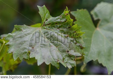 Grapevine Leaves With Erinosis, A Disease Of The Mite Colomerus Vitis.