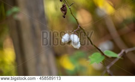 Tree Cotton Close Up Photograph, Use For Cotton Textile Production.