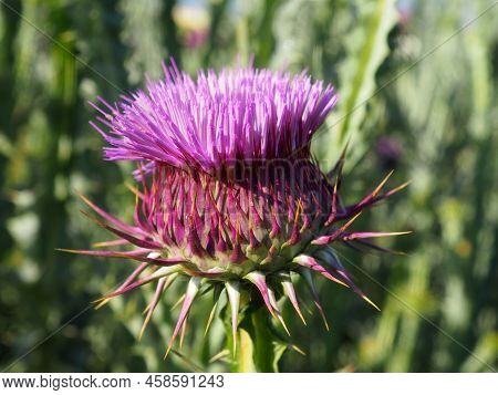 Cotton Thistle Flower (onopordum Acanthium Lizard). Purple Peduncle, Close-up