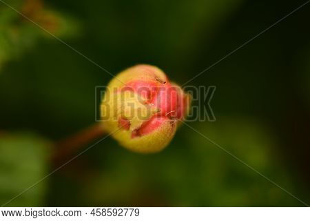 Cloudberry Berry Beautiful Unripe On  Green Leaf Cloudberries Background