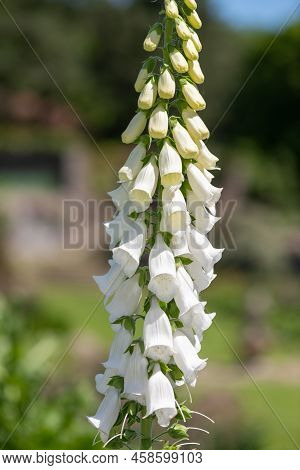 Foxglove (digitalis)