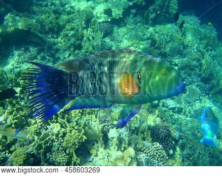 Wrasse Fish In Egypt, Cheilinus Lunulatus, Egypt