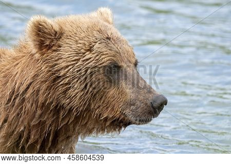 Portrait Of Alaskan Brown Bear
