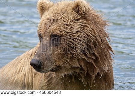 Portrait Of Alaskan Brown Bear